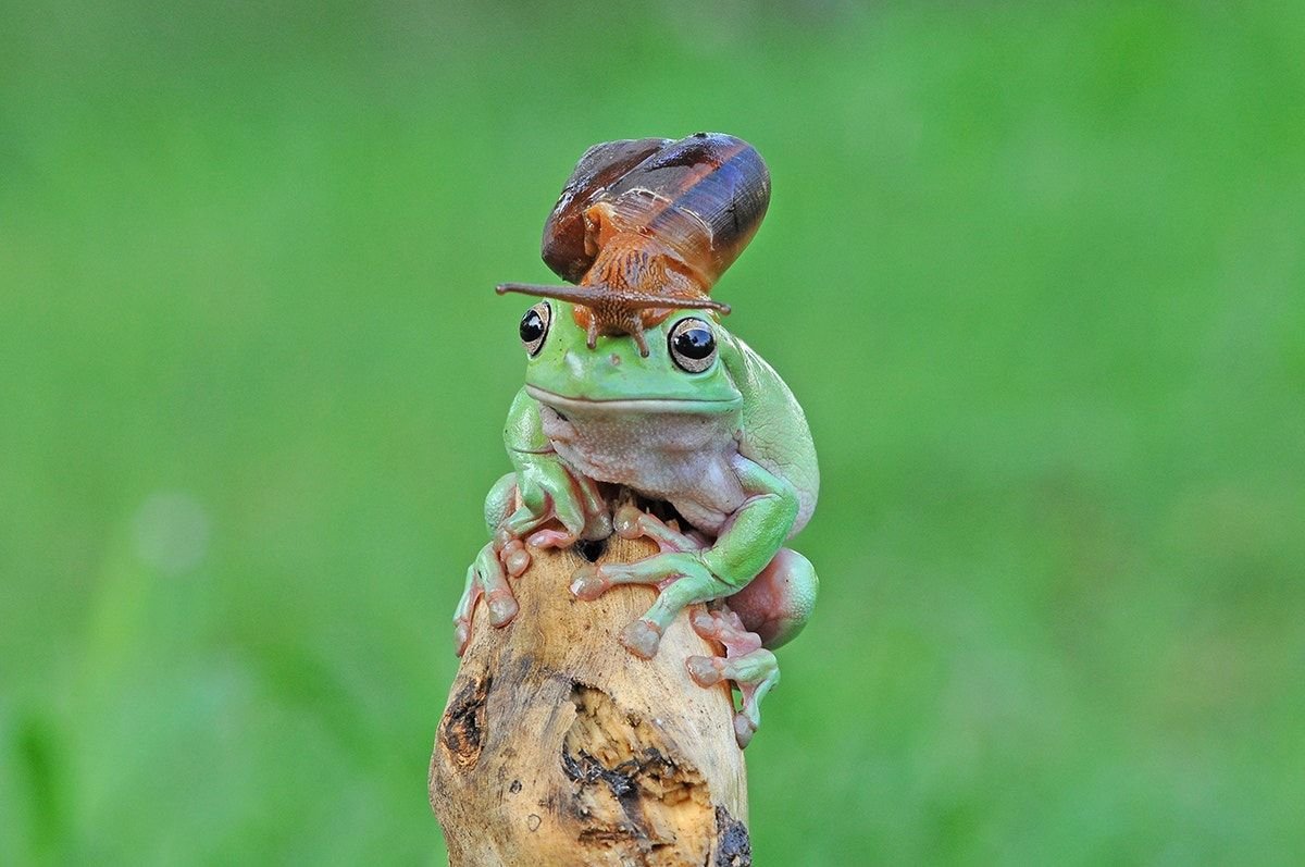 Семья лягушек