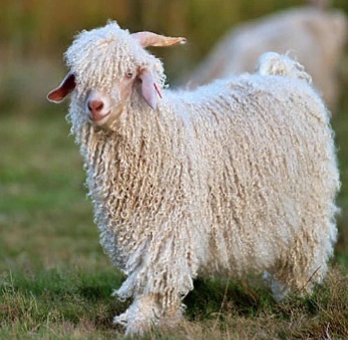 Ангорская коза