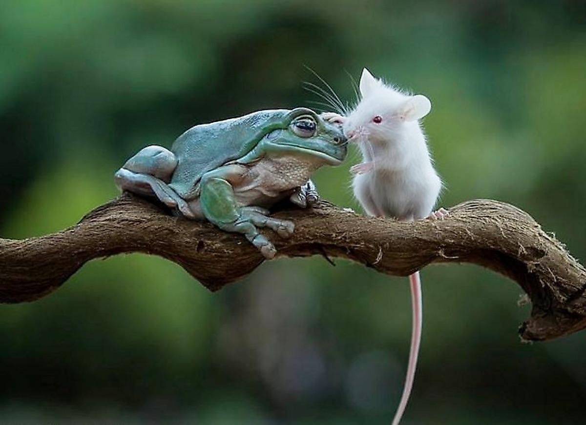 Лягушка бык водонос