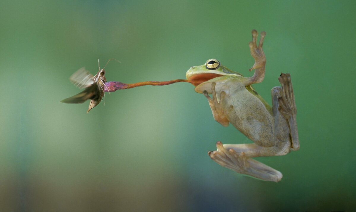 Древесная лягушка верхолаз