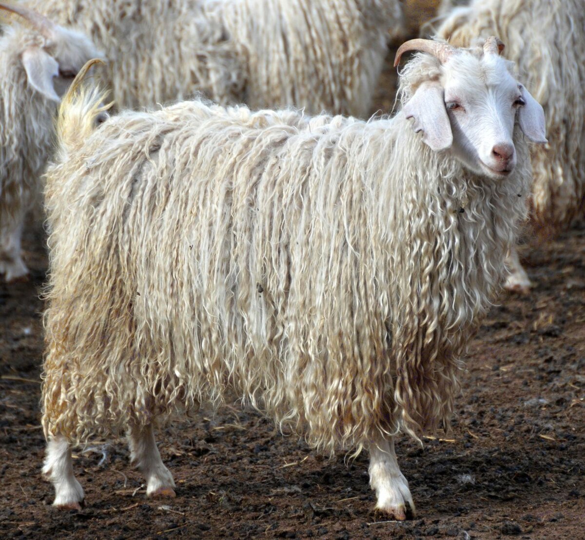 Пуховая ангорской козы