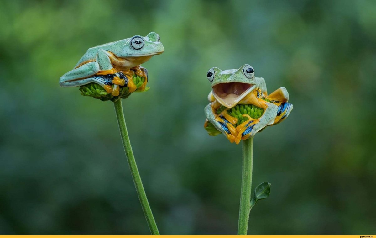 Лягушка ловит комаров