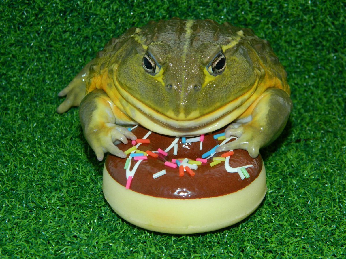 Лягушка-водонос (Pyxicephalus adspersus)