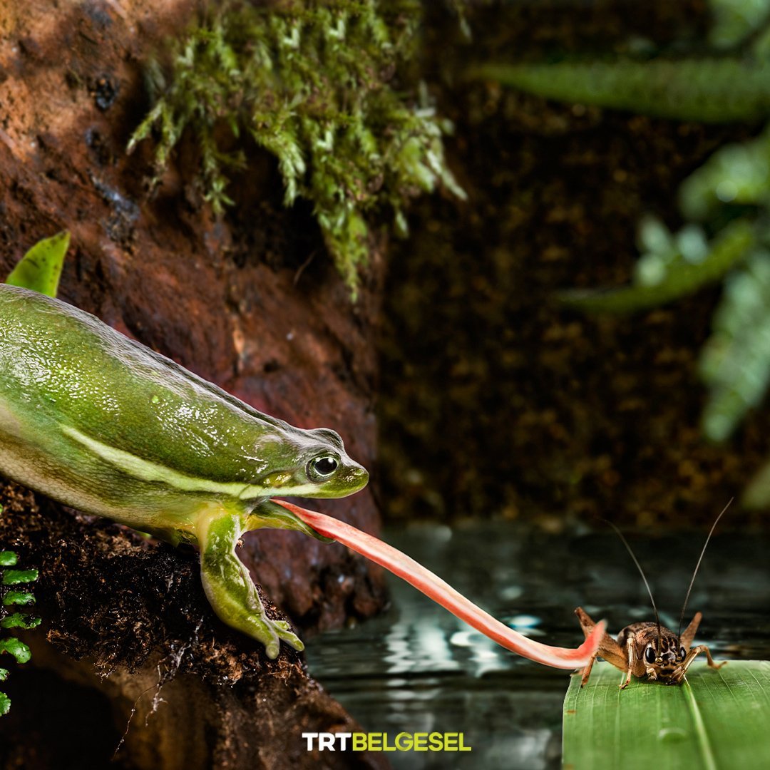 Agalychnis moreletii