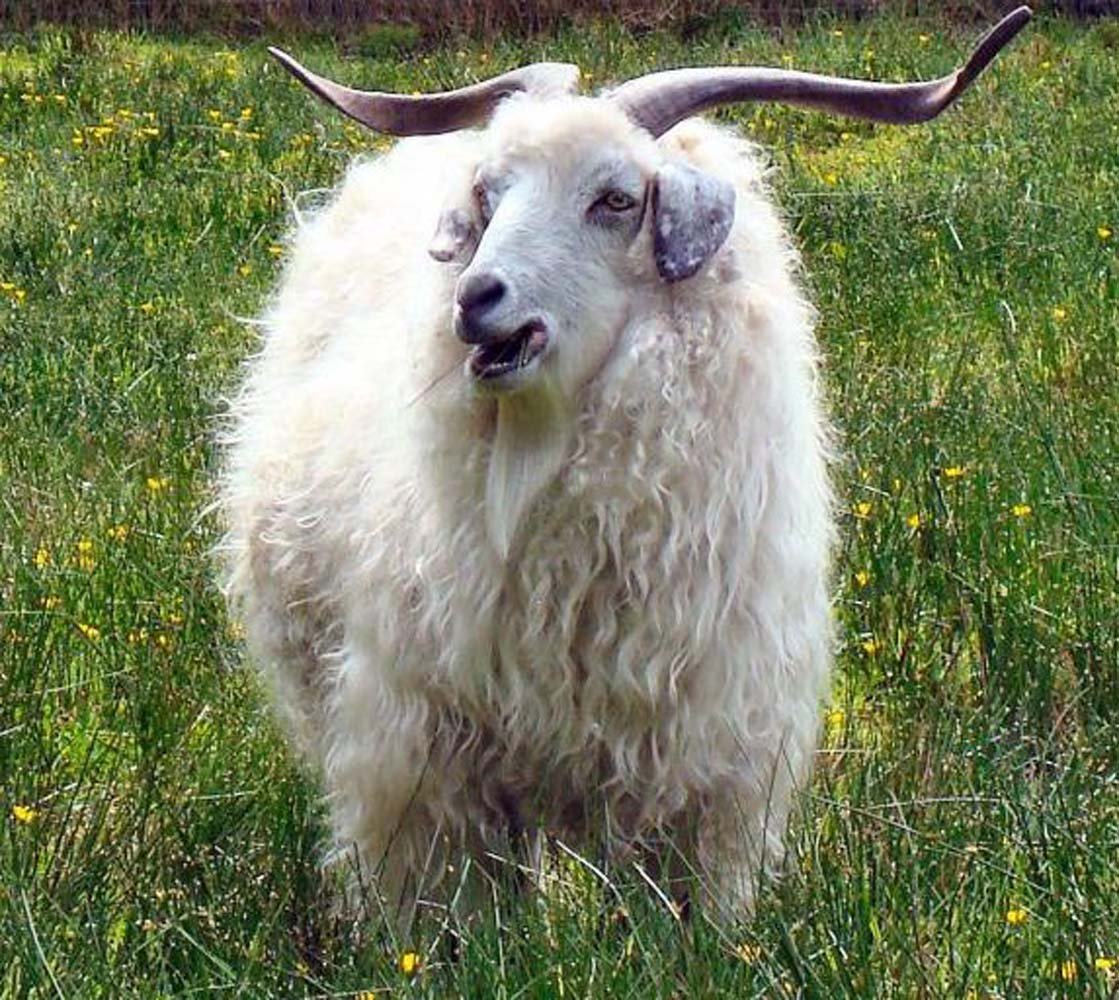 Руно ангорской козы