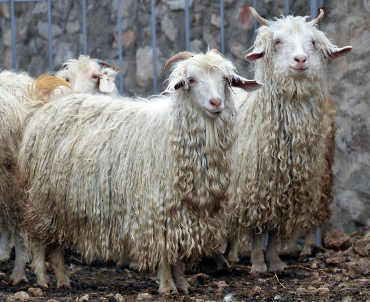 Ангорская коза