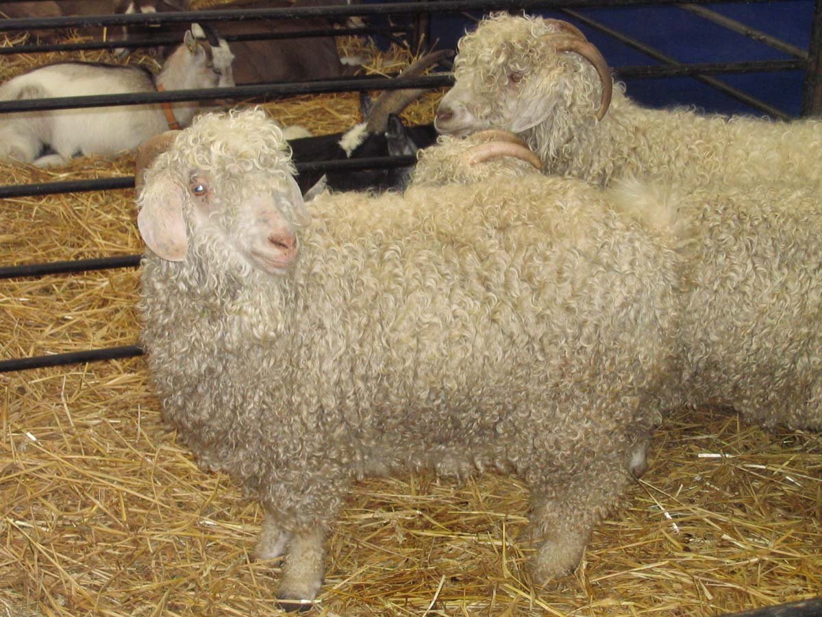 Ангорский козел