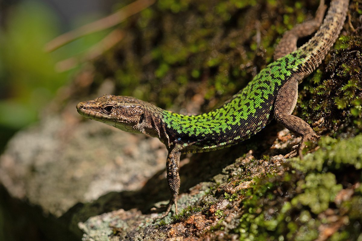 Ящерица прыткая Грузинская
