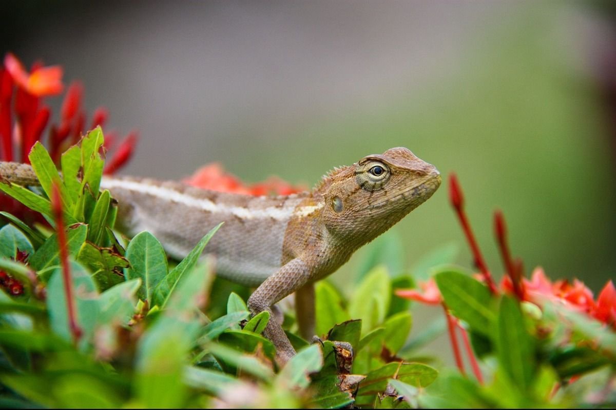 Ящерица в природе