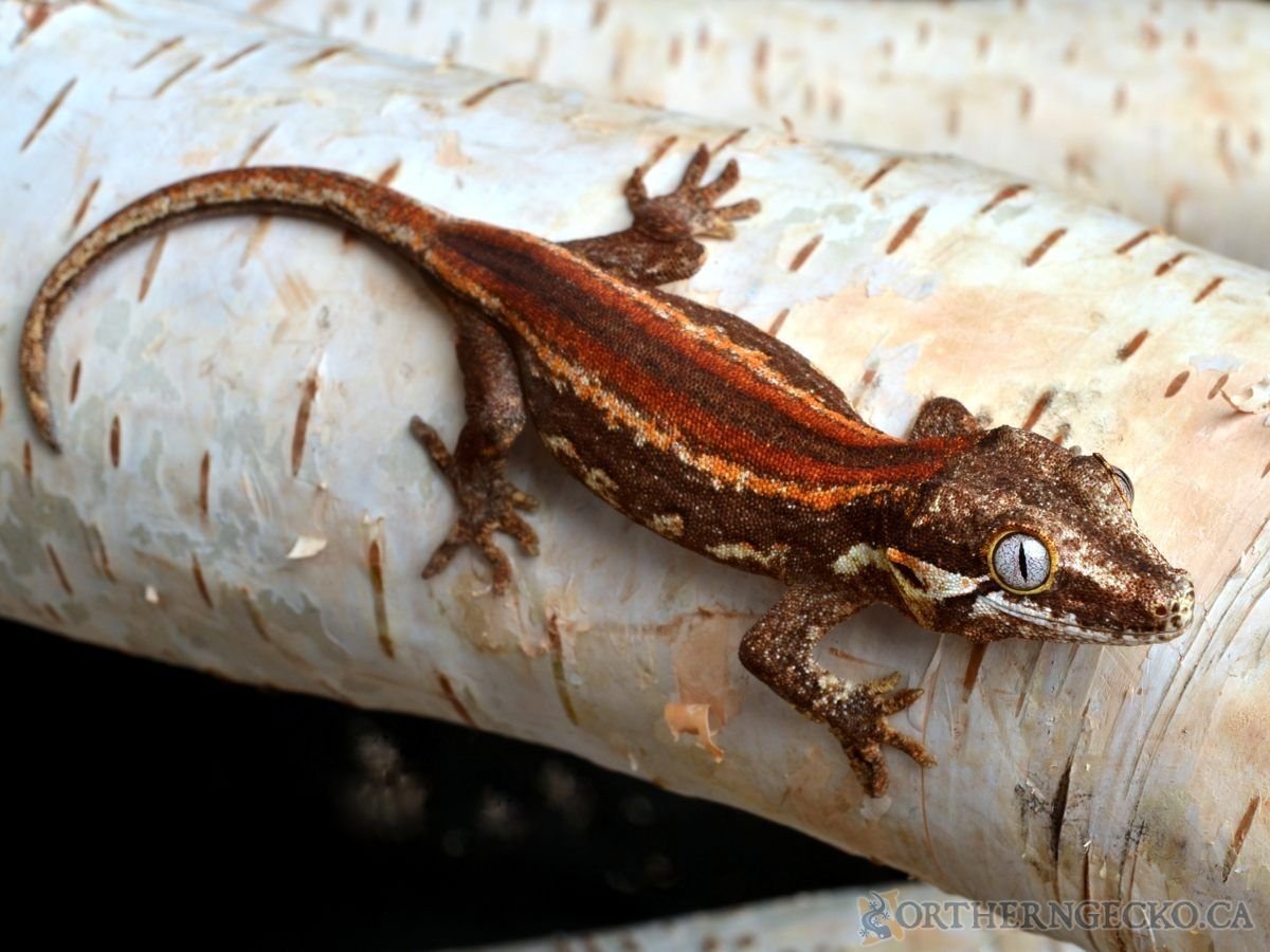 Strophurus taenicauda