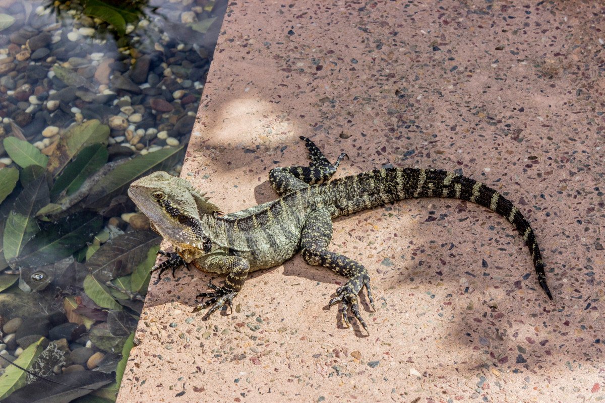 Пёстрая круглоголовка