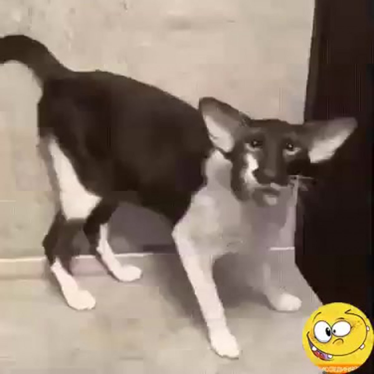 Смешные ориенталы