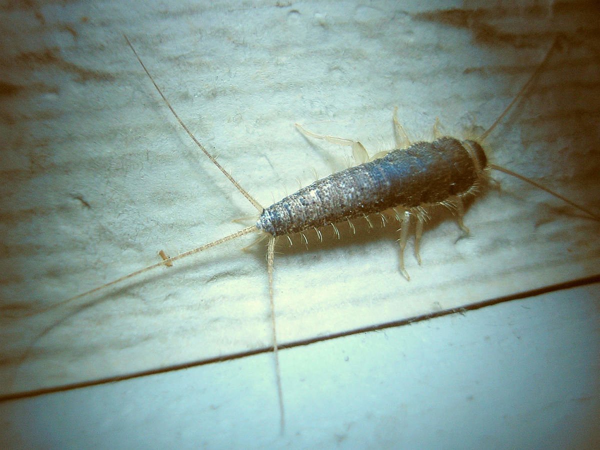 Ногохвостка чешуйница