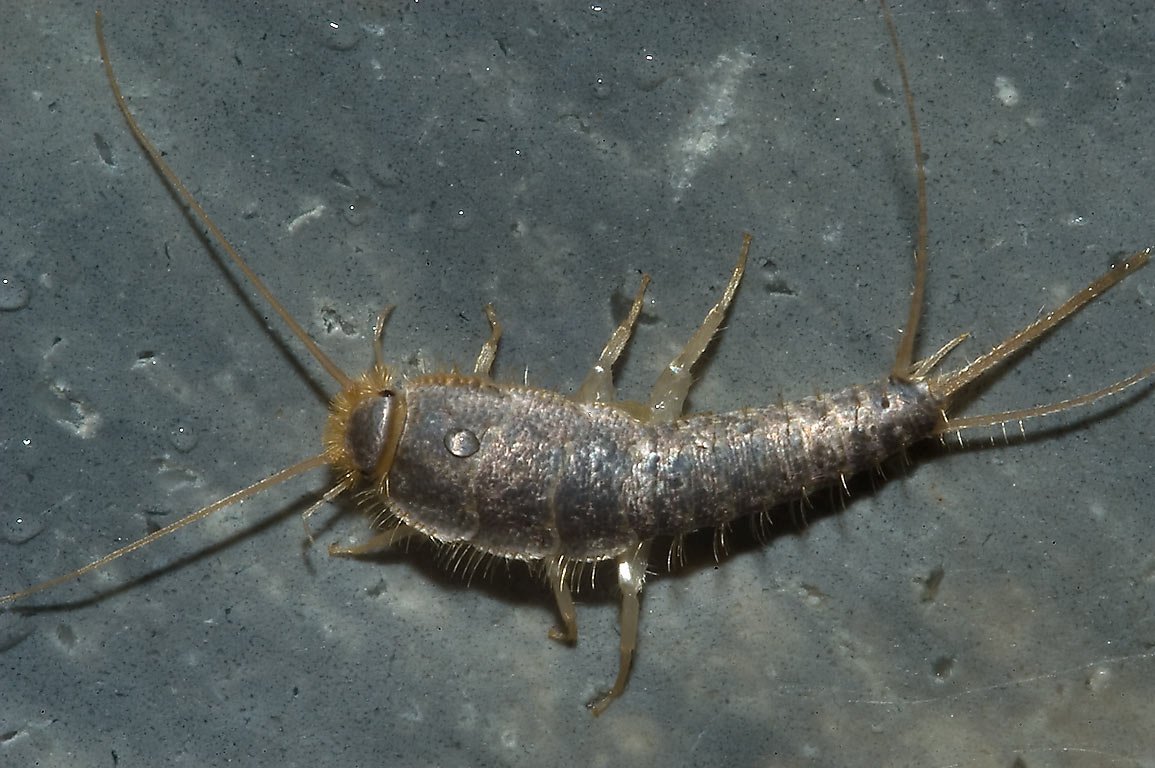 Мокрица чешуйница