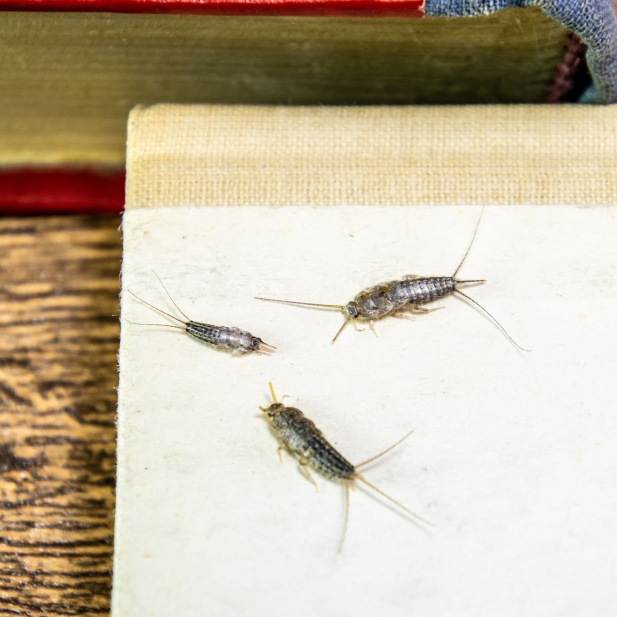 Чешуйница в книгах