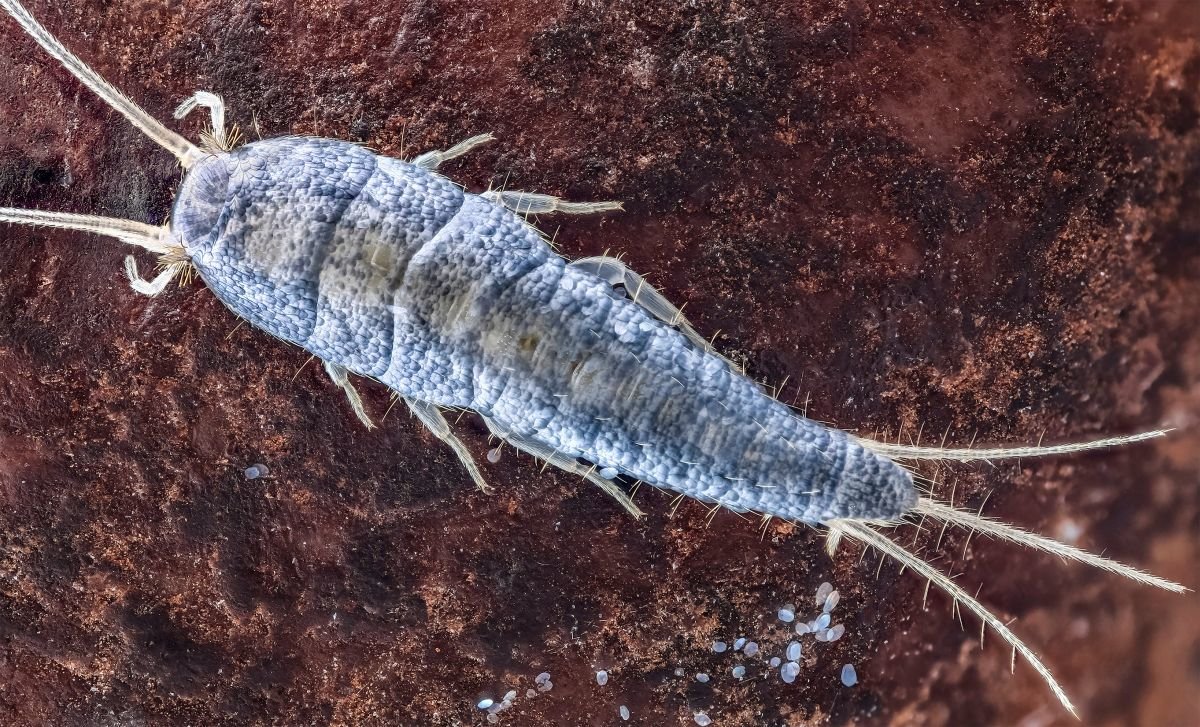 Гребенчатая чешуйница насекомое