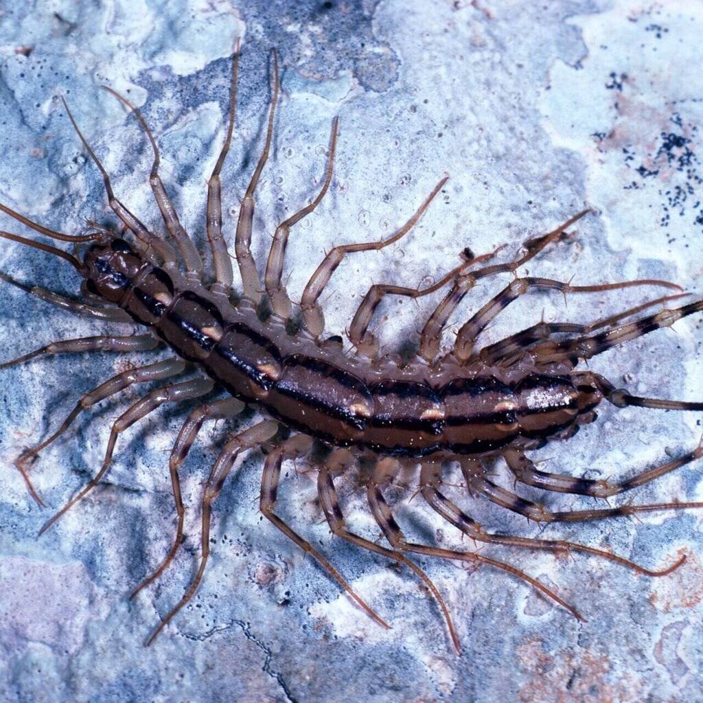 Чешуйница многоножка