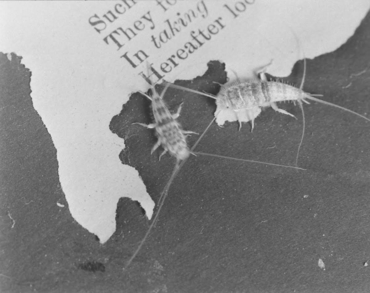 Чешуйница размер