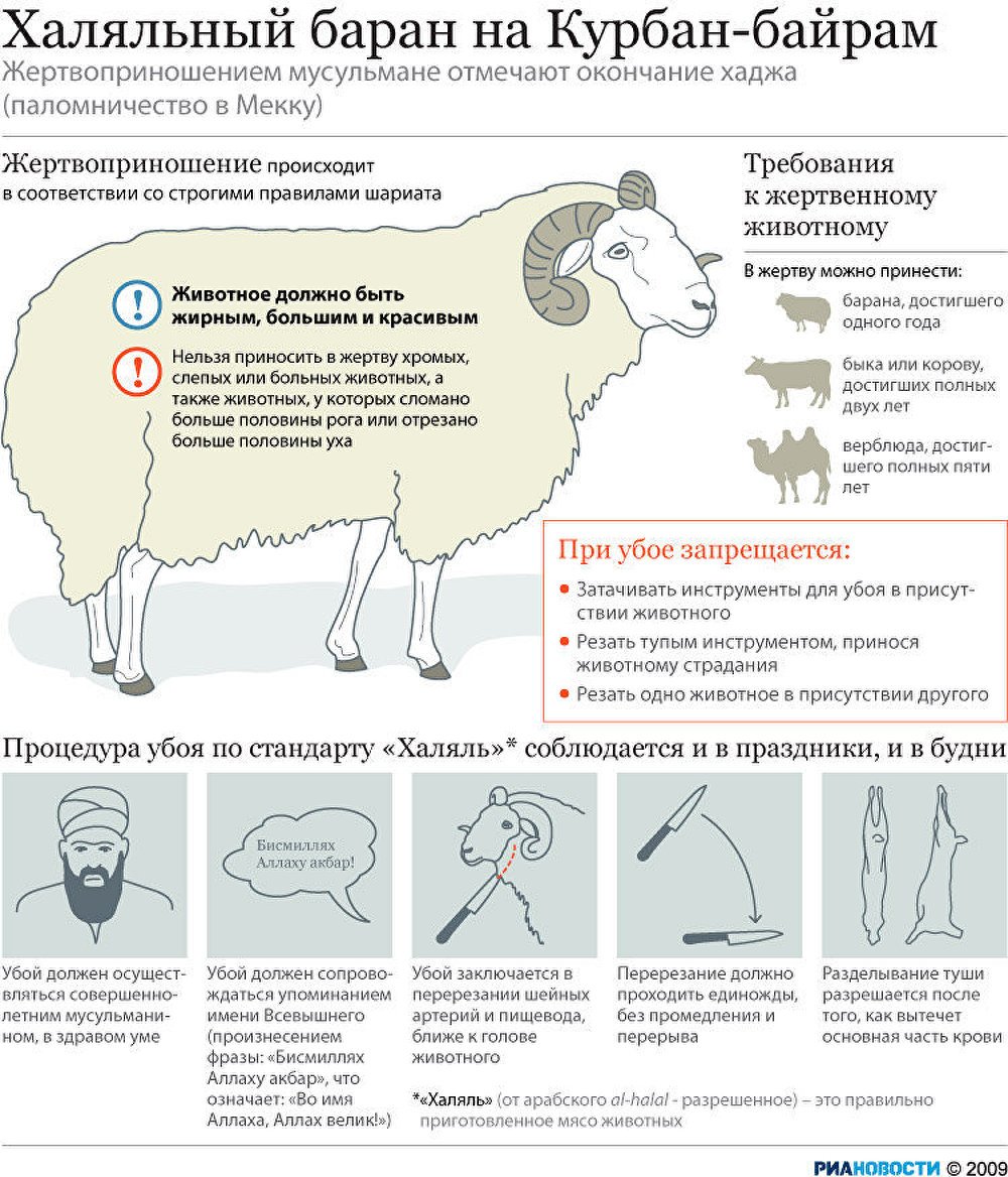 Бараны Dorset Horn