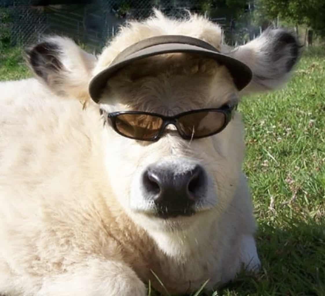 Тонкорунный меринос