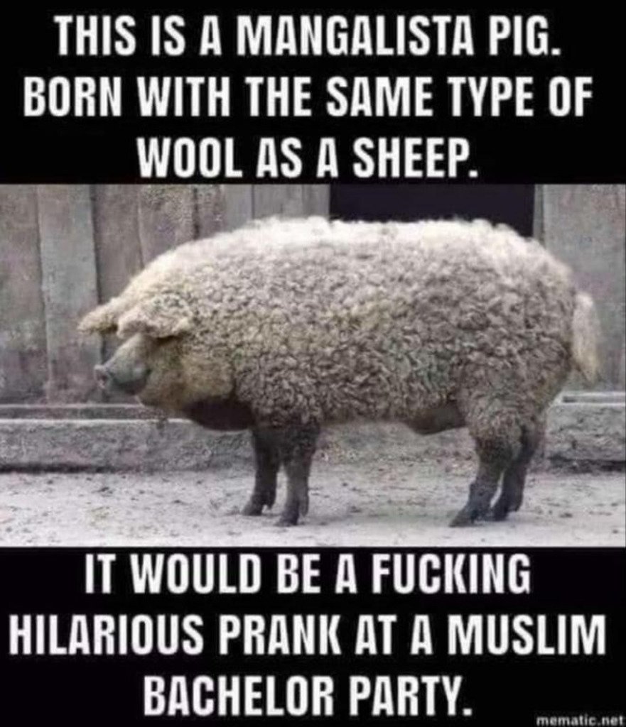 Смешные овечки