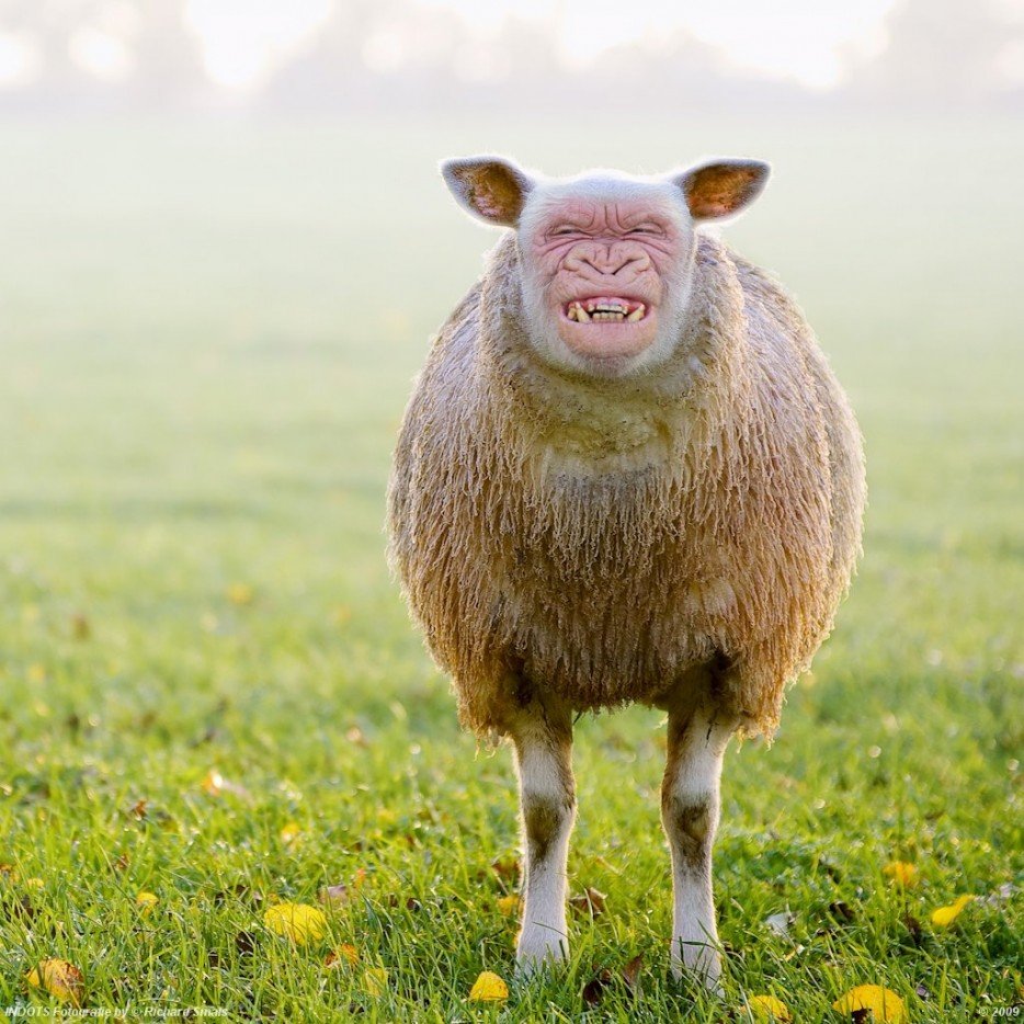 Смешной барашек