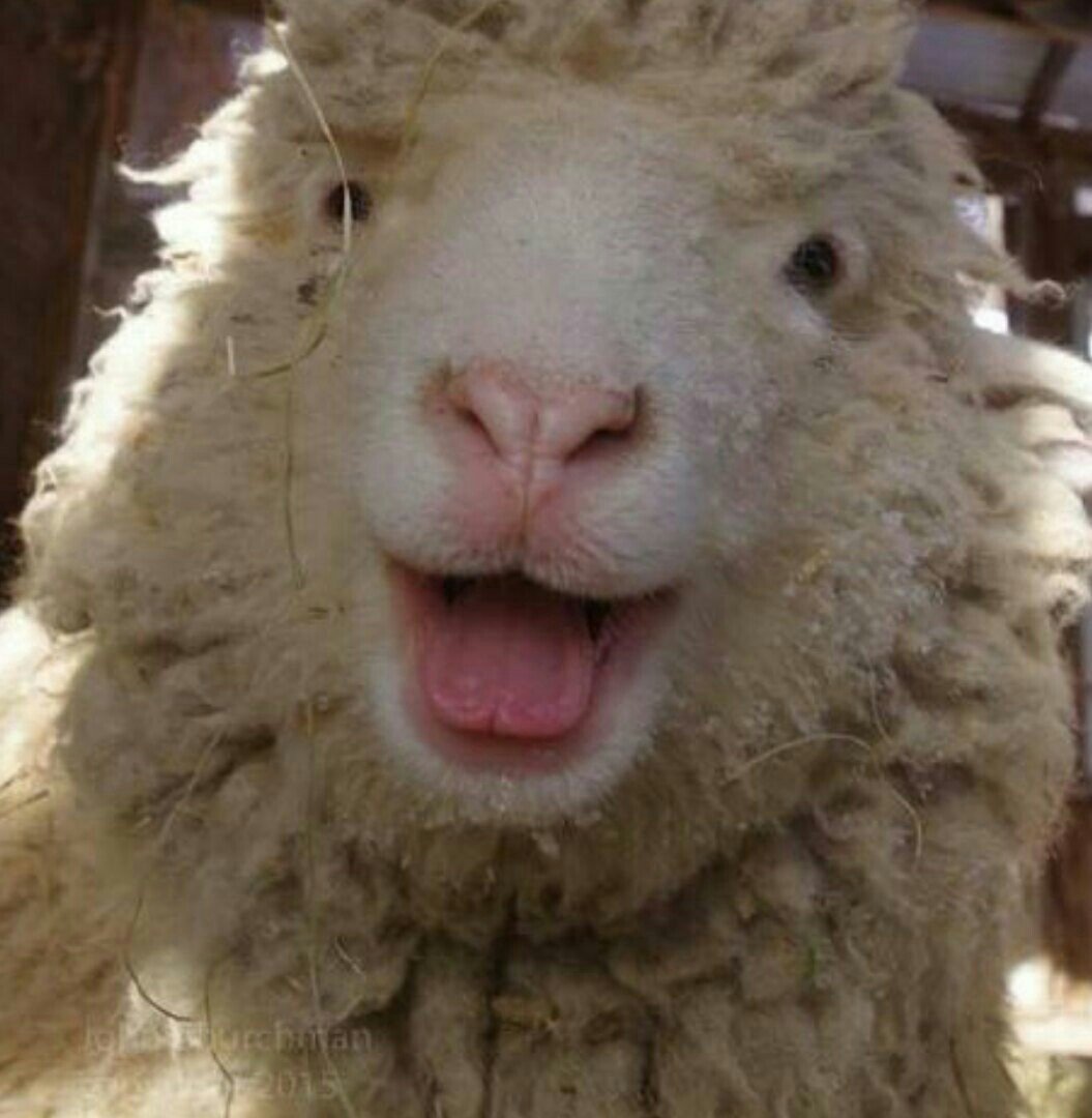 Смешной барашек