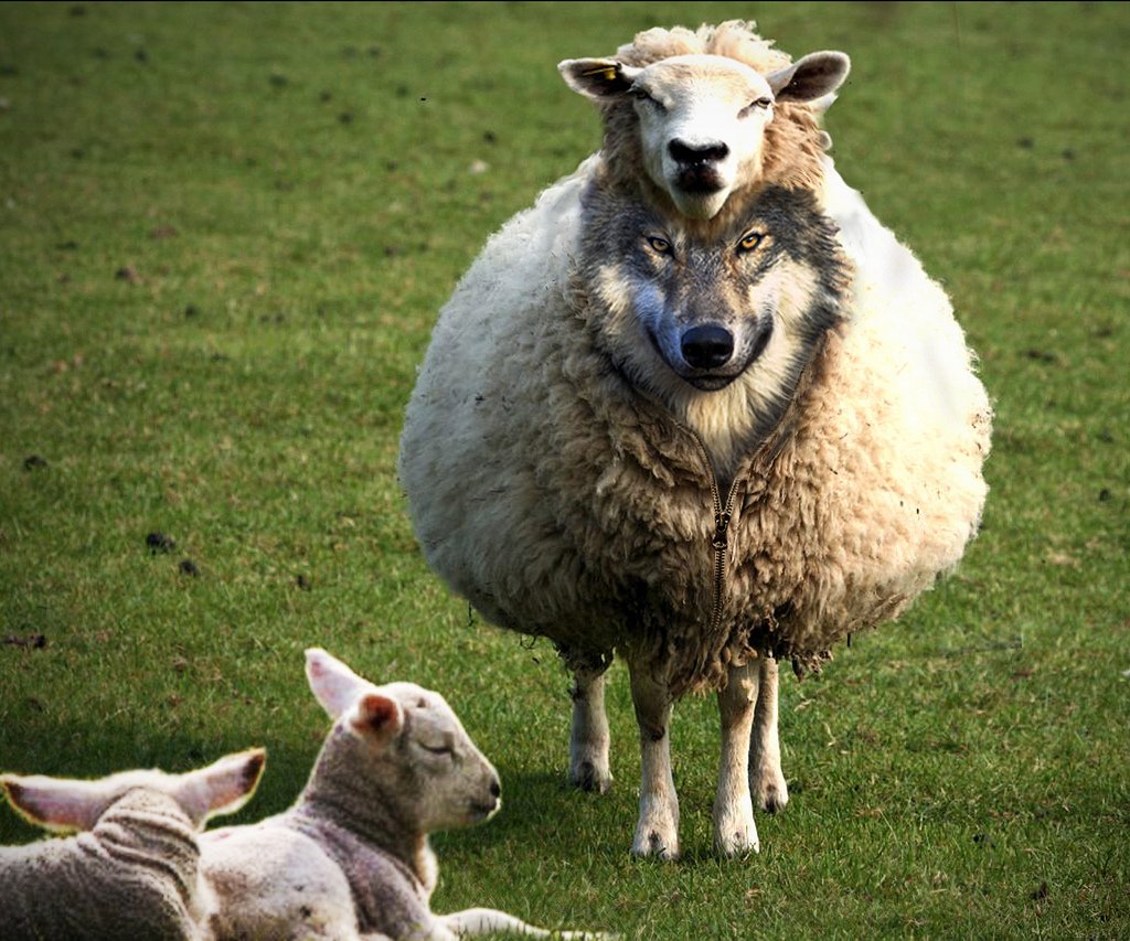 Овца в овечьей шкуре