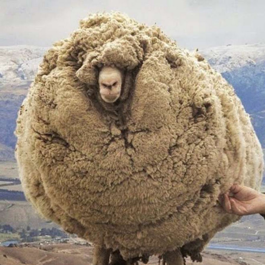 Баран 6 лет скитался по горам