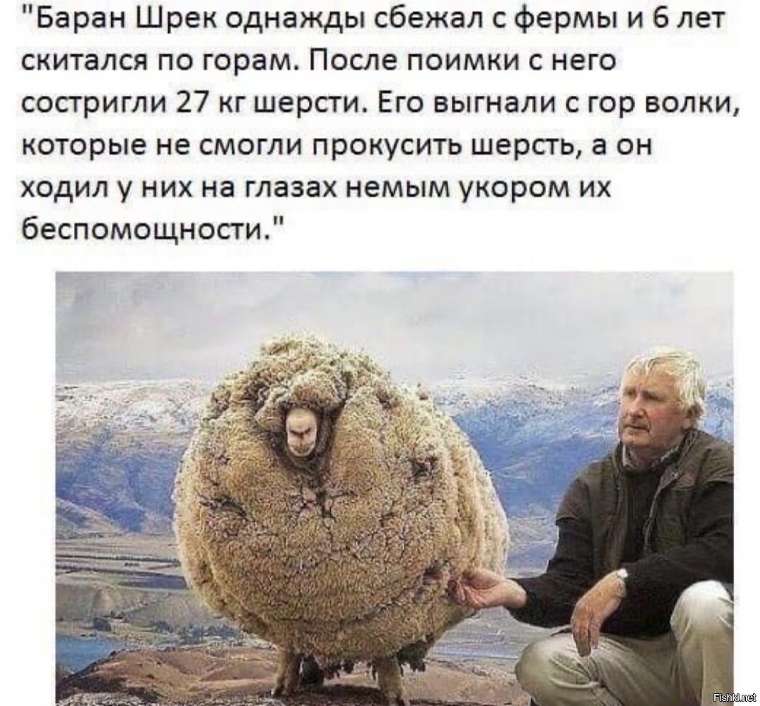 Баран Шрек однажды сбежал с фермы и 6