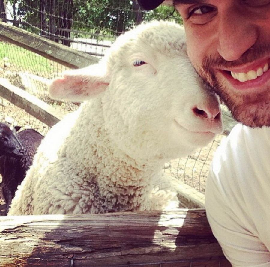 Мангалица порода свиней