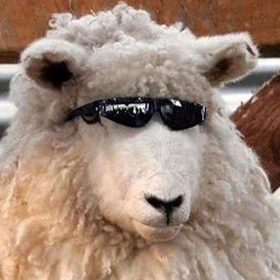 Селфи барана