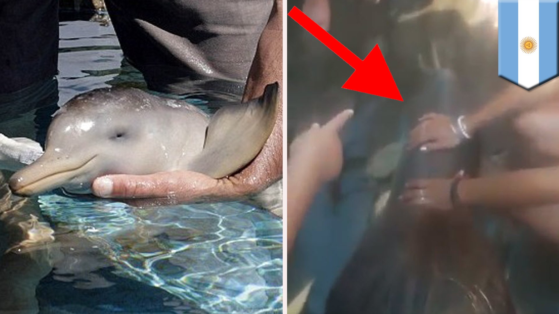 Women jerks off dolphin
