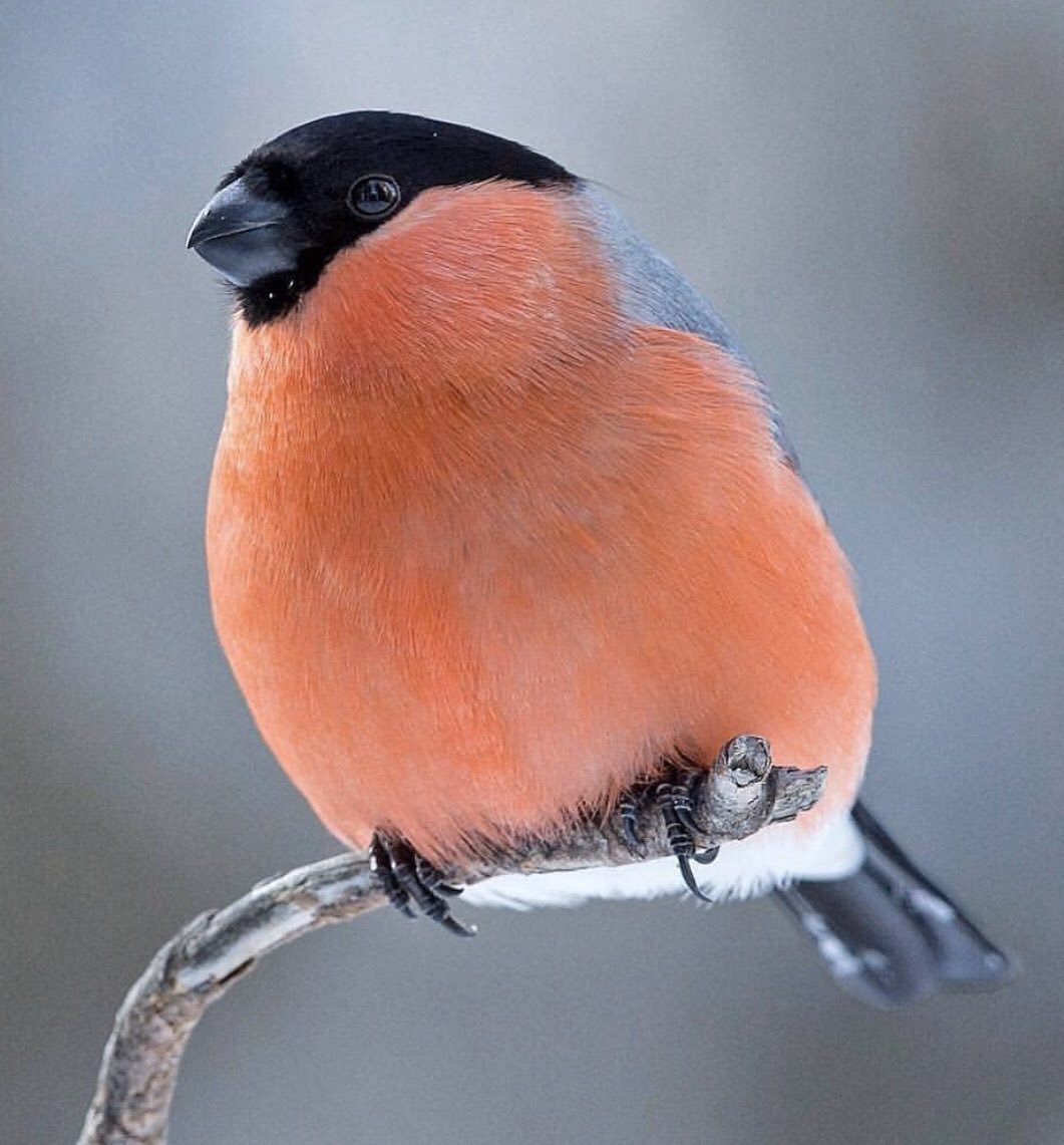 Снегирь Перелетная птица