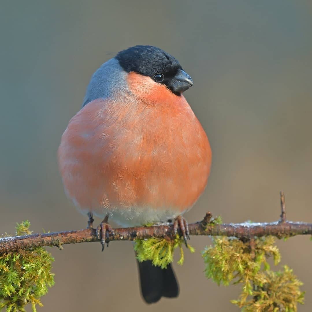 Птица Снегирь самка