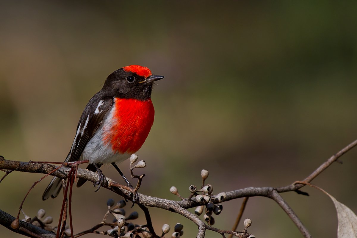 Зарянка темная