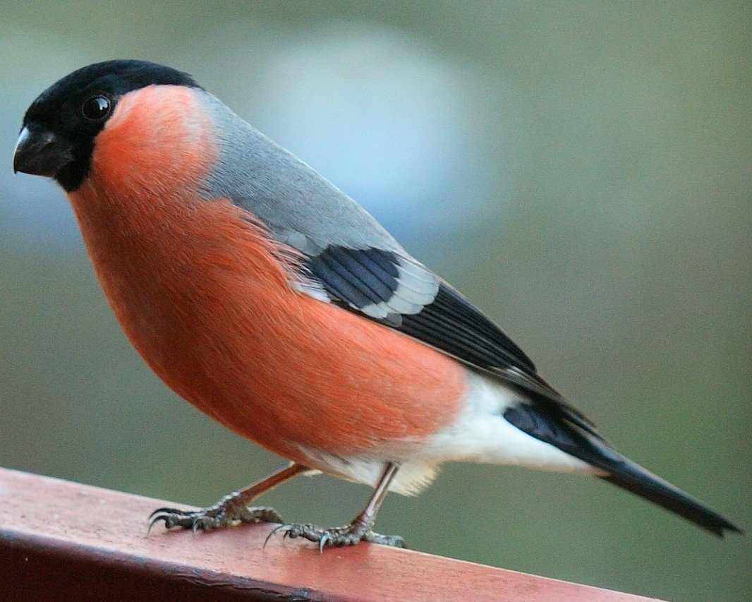 Желтогрудый Снегирь