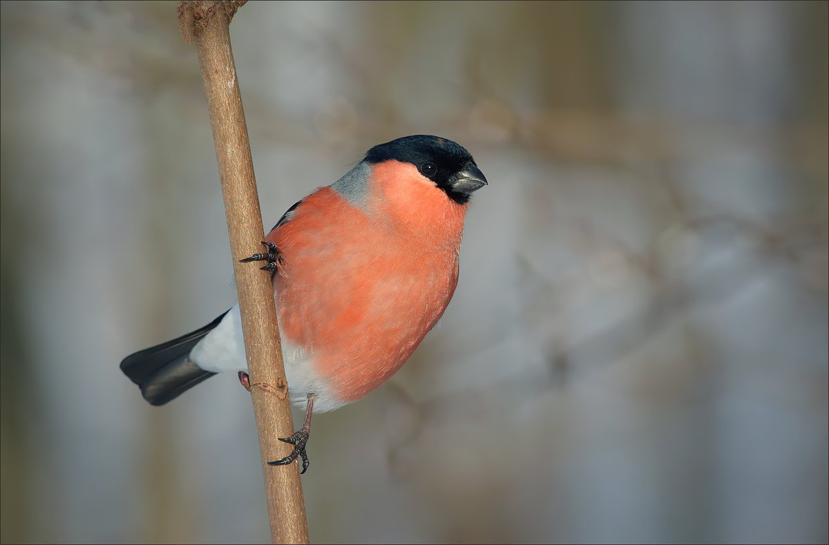 Птица Снегирь птенцы