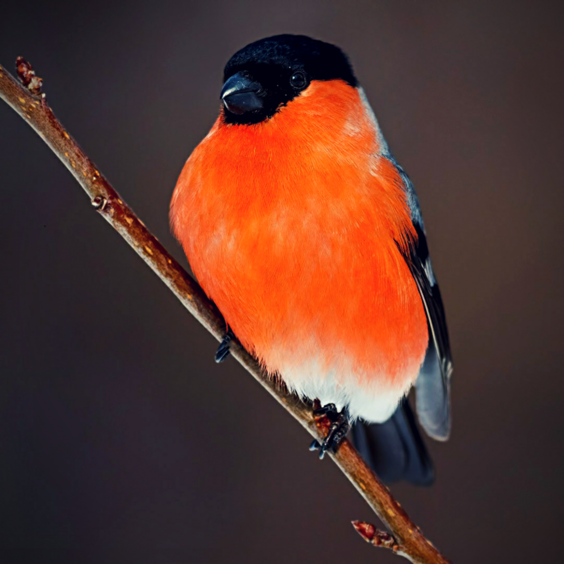 Воробьинообразные Снегирь