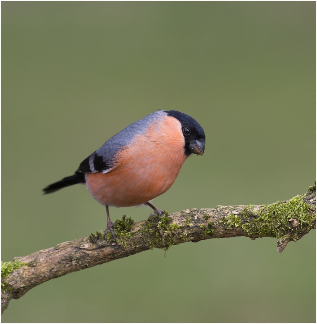 Малиноаогоудая петроика