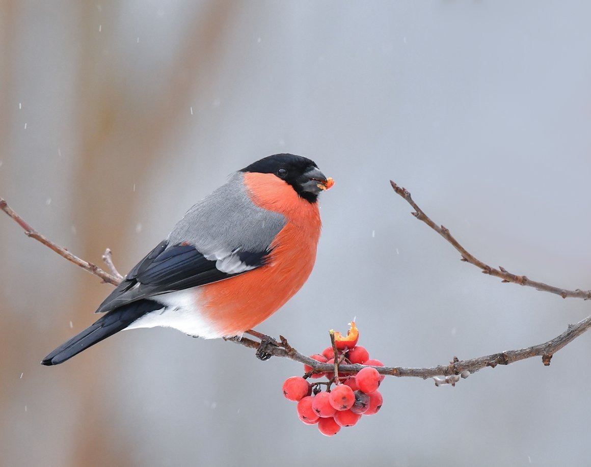 Серогрудый Снегирь