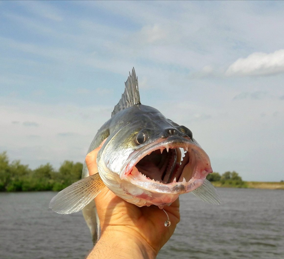 Рыба в реке Волга