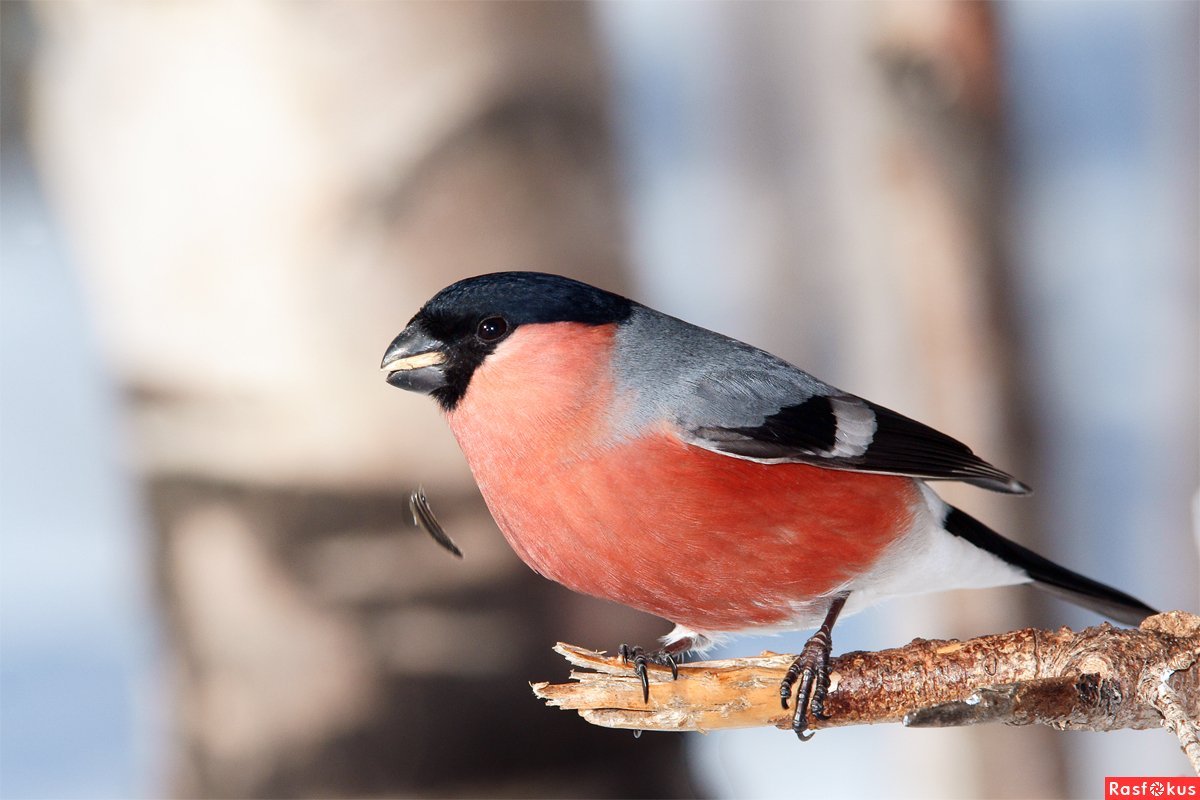 Бурый Снегирь