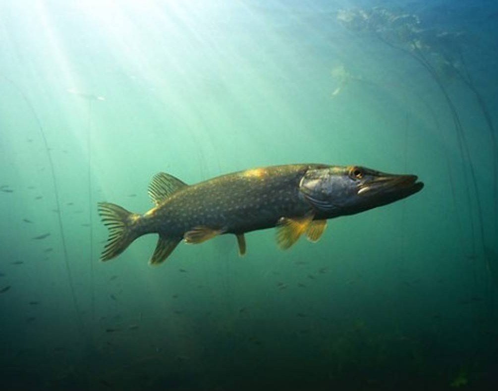 Щука Сибирская