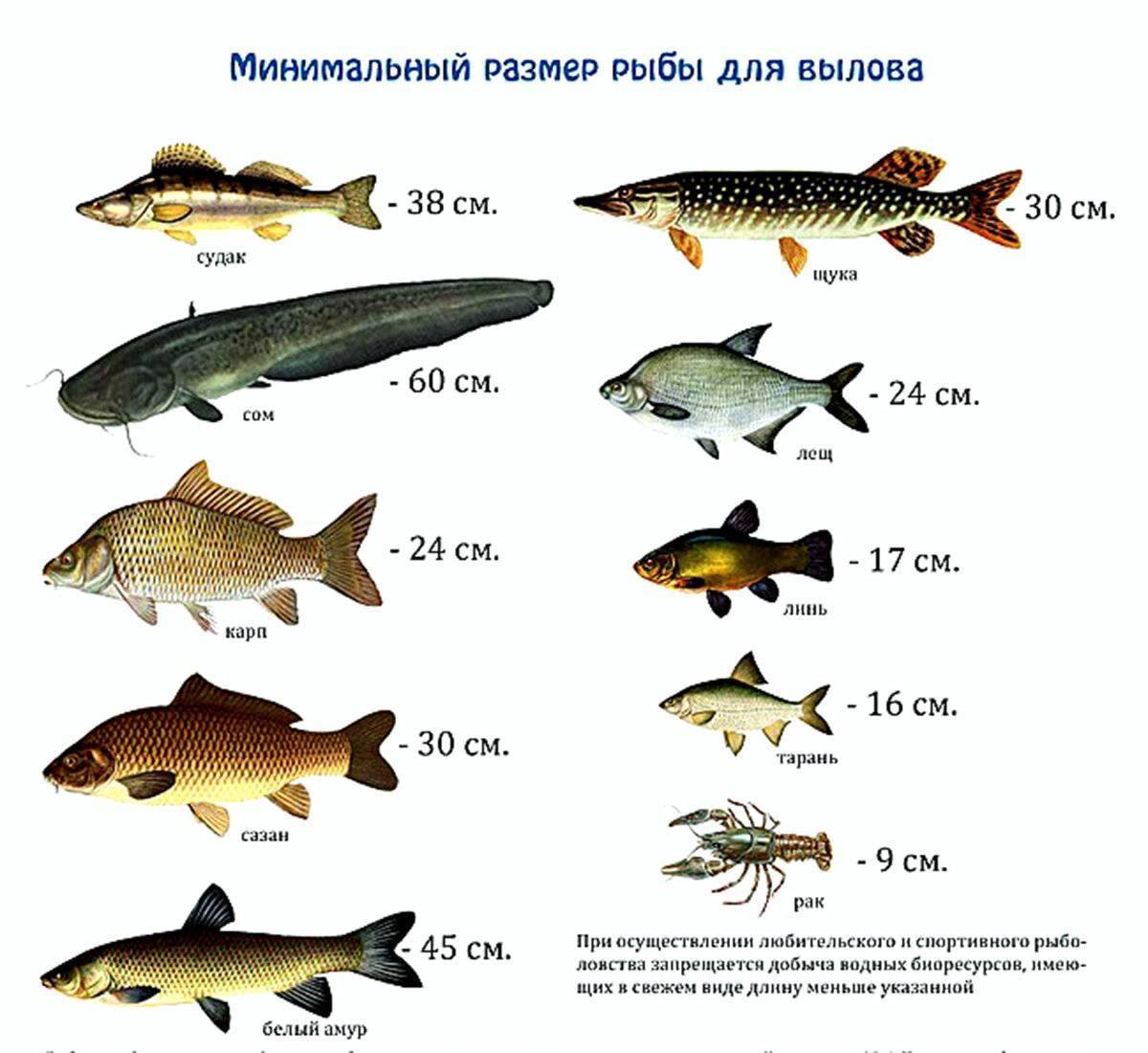 рыбы ладожского озера фото и названия