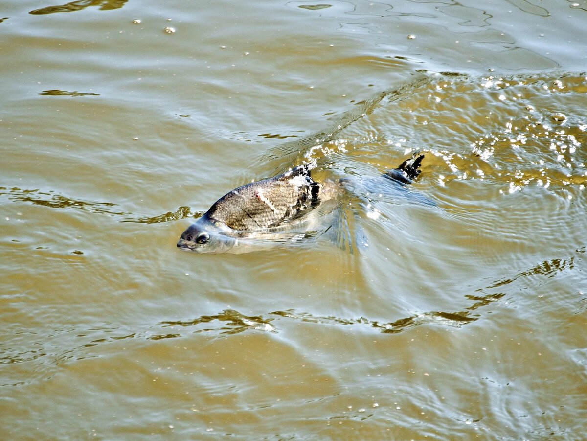 Живность в Волге