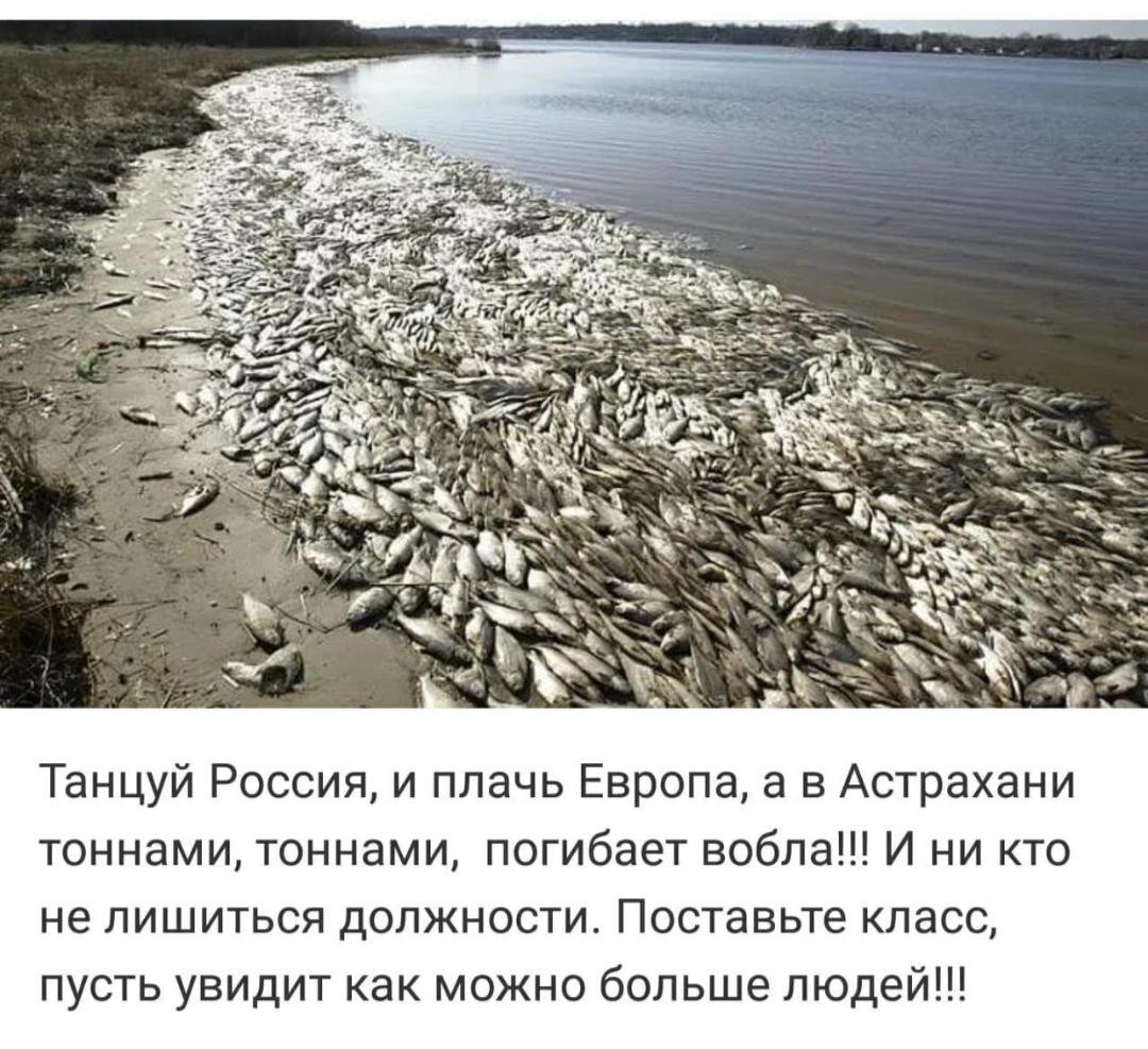 В Астрахани гибнет вобла