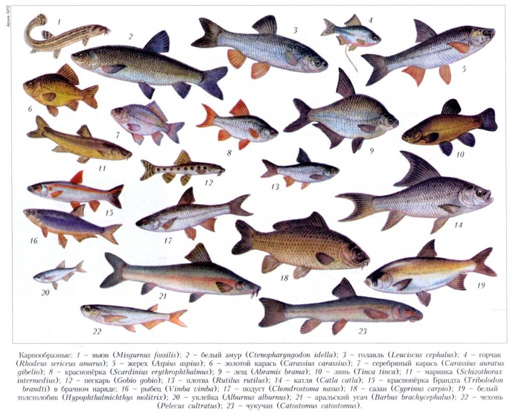 Представители промысловых рыб Карпообразные