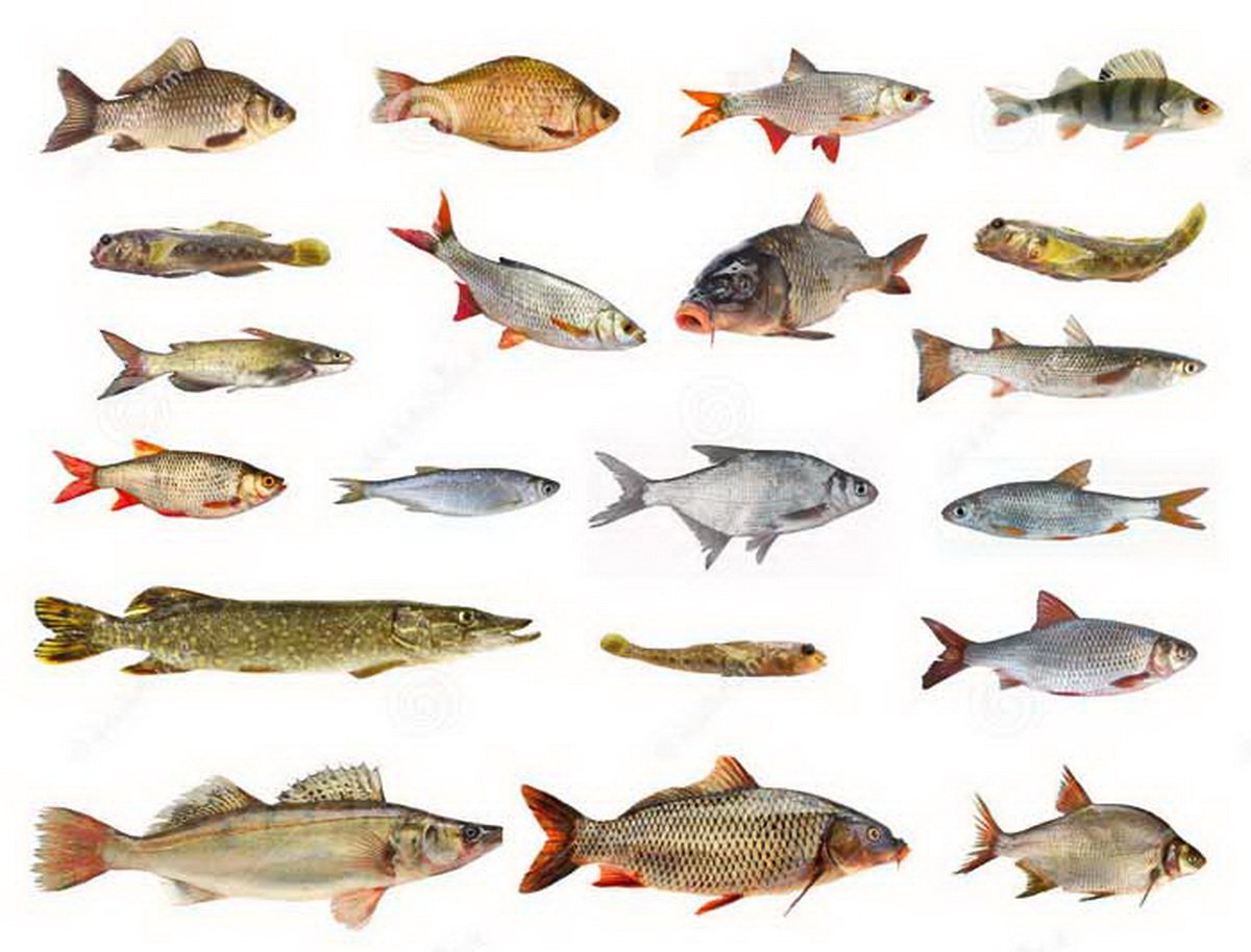 картинки пресноводных рыб для детей