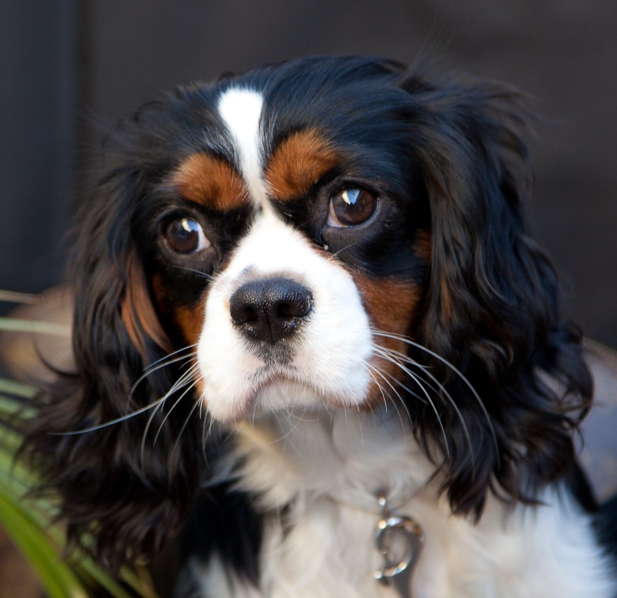 Термонаклейки кавалер Кинг Чарльз спаниелей